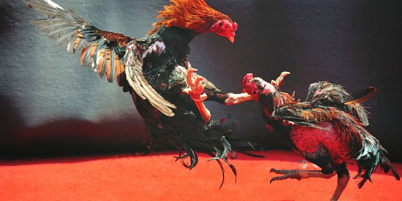 Discover the World of Professional Cockfighting - Passion and Art