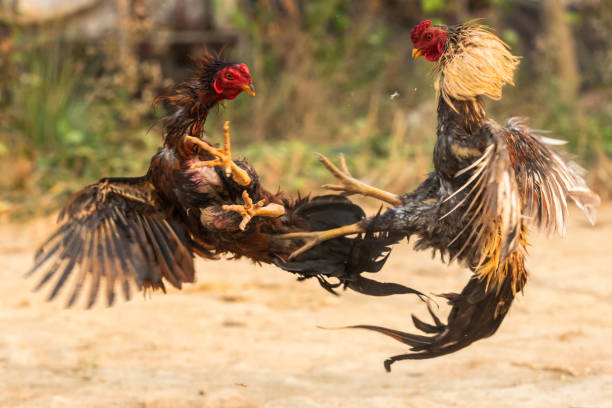 Evaluating fighting chickens - Things you need to know to choose the best chicken
