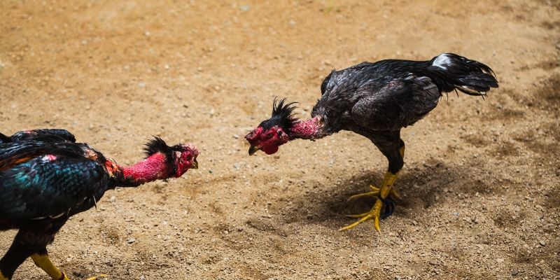 Learn about Iron Chicken Spurs - Characteristics, Applications and Care